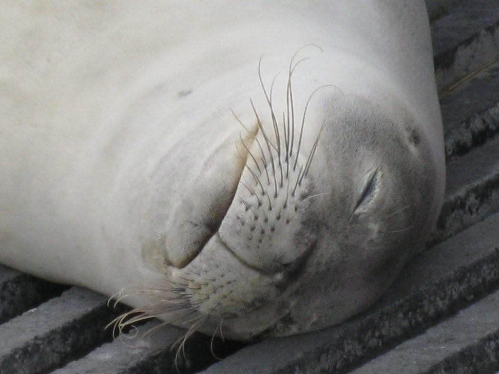 monkseal 3